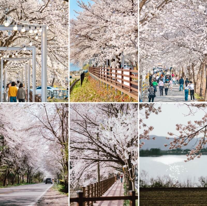 2024-대청호-벚꽃축제-이미지