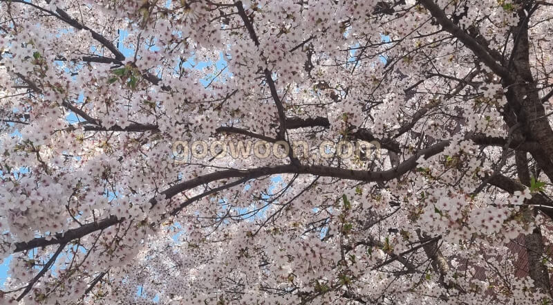 2024-벚꽃-개화시기-나무-이미지